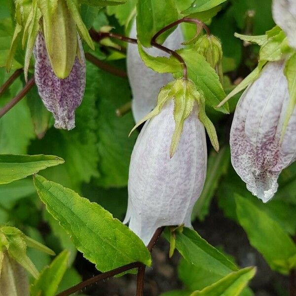 Campanula punctata Kukka