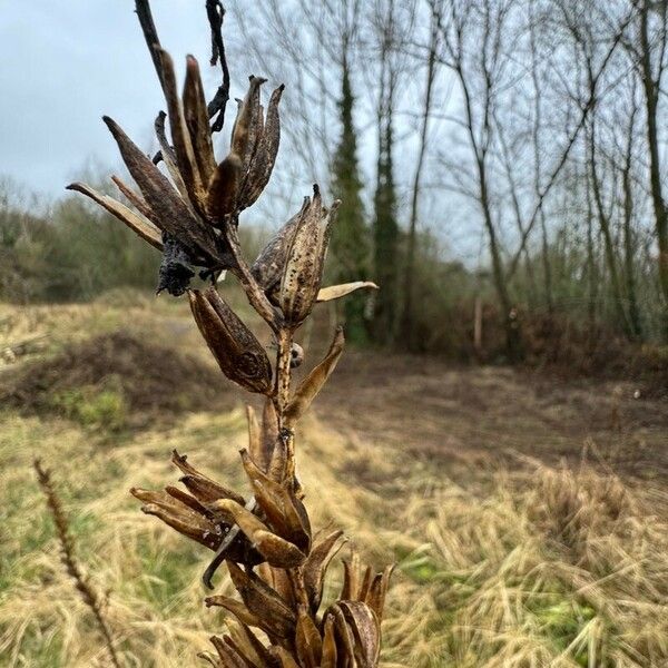 Oenothera × fallax Hedelmä