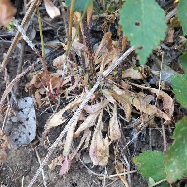 Arabis sagittata Blad