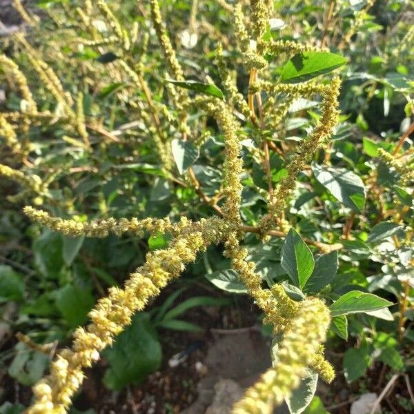 Amaranthus spinosus Levél