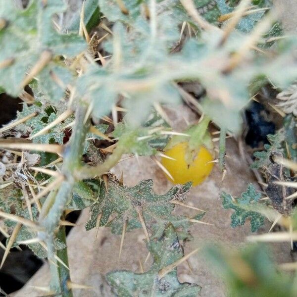 Solanum virginianum Frukt