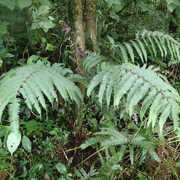 Pteris catoptera Hábito