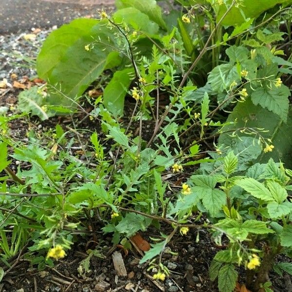Rorippa palustris عادت داشتن