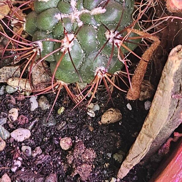 Gymnocalycium pflanzii পাতা