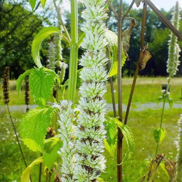 Agastache foeniculum Virág