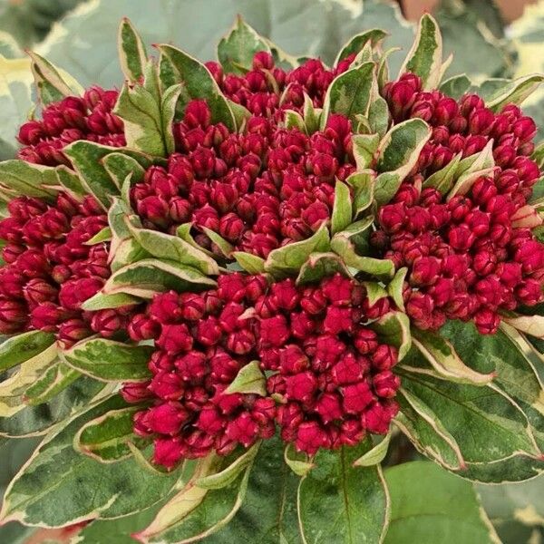 Amaranthus hypochondriacus Flor