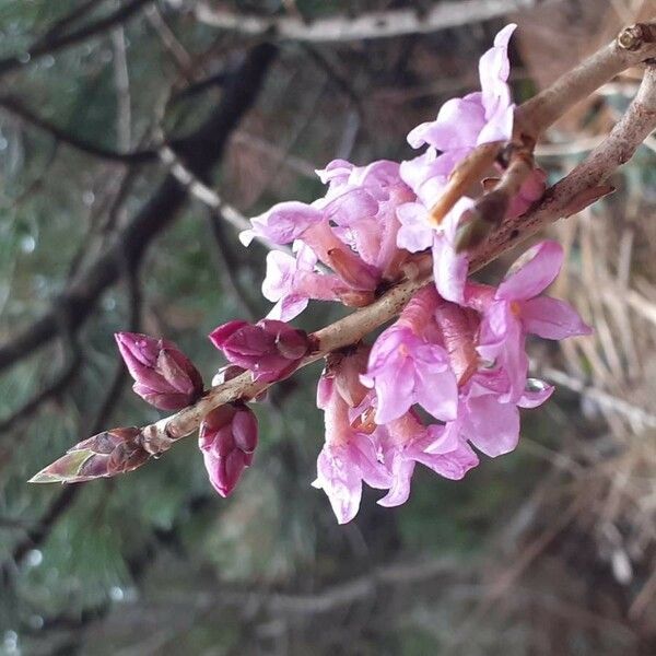 Daphne mezereum Квітка