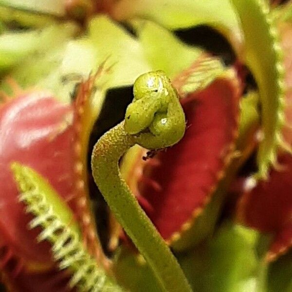 Dionaea muscipula Flower