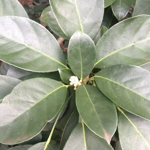 Dendropanax cuneatus Leaf