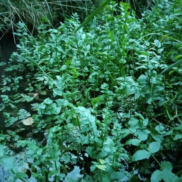 Berula erecta 整株植物