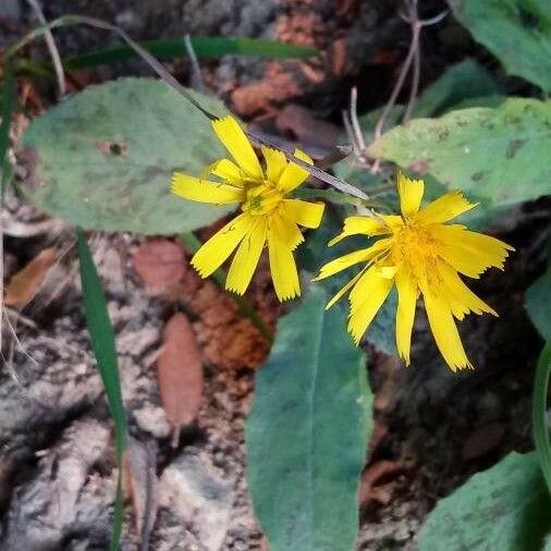 Hieracium lachenalii Blüte