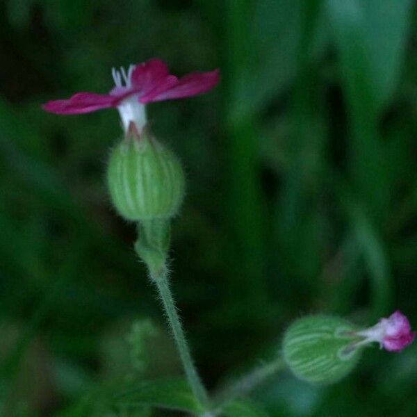 Silene conica Kvet