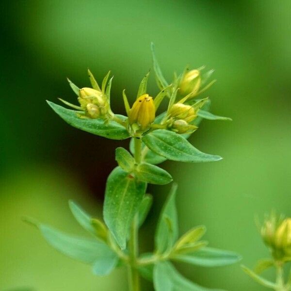 Hypericum tetrapterum ᱵᱟᱦᱟ