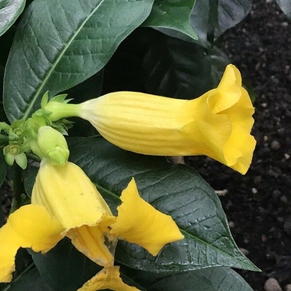 Allamanda schottii 花