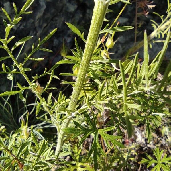 Centaurea stoebe Cortiza