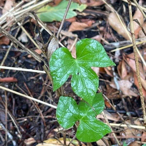 Ipomoea indica 葉