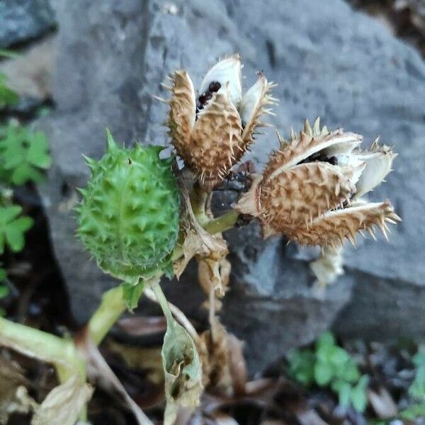 Datura stramonium 果