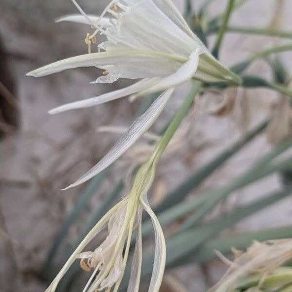 Pancratium maritimum Λουλούδι