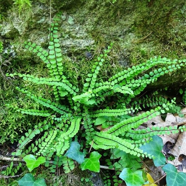 Asplenium trichomanes Elinympäristö