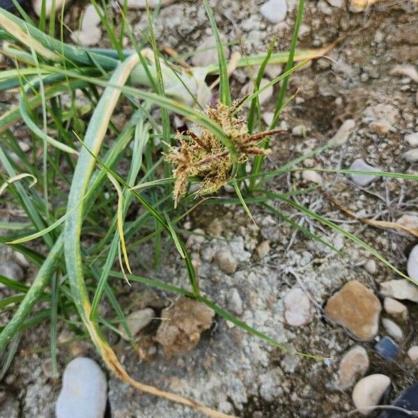 Cyperus rotundus Other