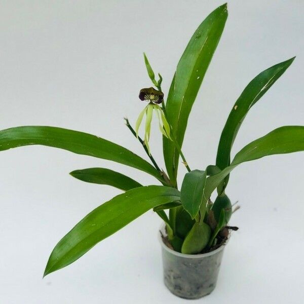 Prosthechea cochleata Leht