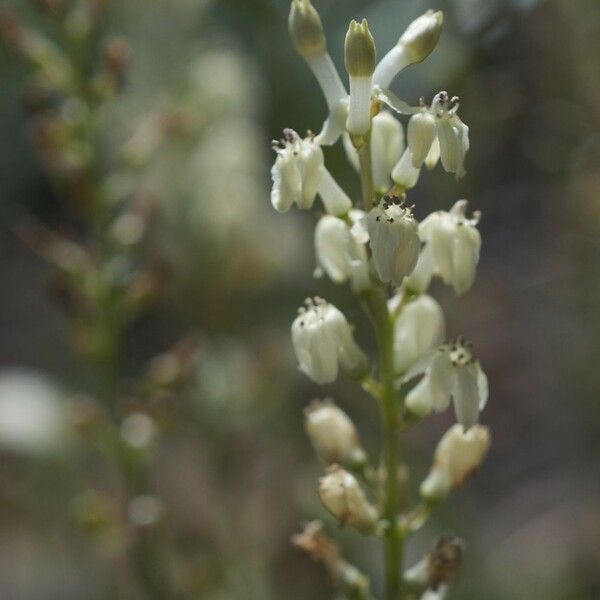 Odontostomum hartwegii Fleur