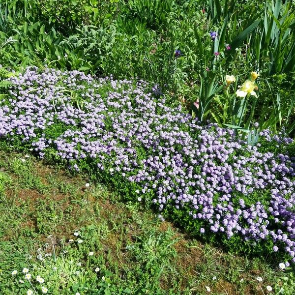 Thymus longicaulis Flower