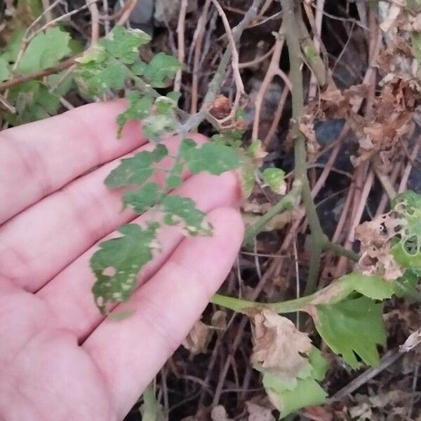 Solanum pimpinellifolium 葉