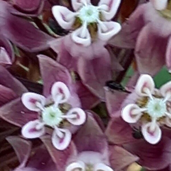 Asclepias syriaca फूल