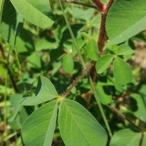 Crotalaria incana Folio