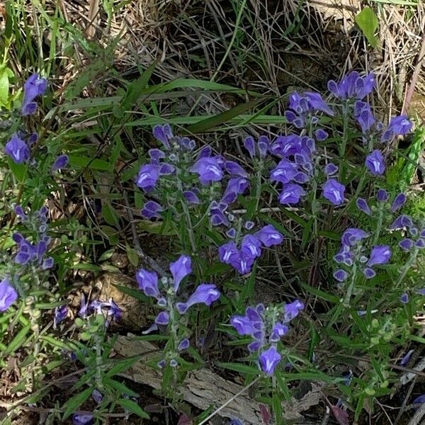 Scutellaria integrifolia പുഷ്പം