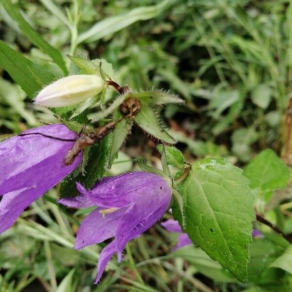 Campanula trachelium Fulla