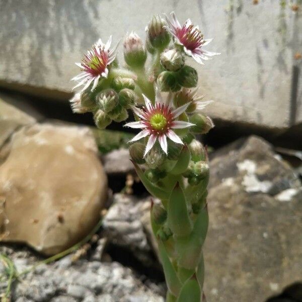 Sempervivum tectorum Flor