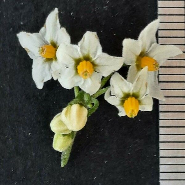 Solanum villosum Flower