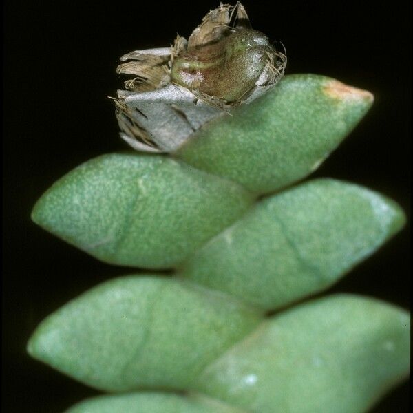 Dendrobium leonis Кора