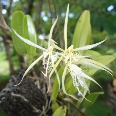Epidendrum ciliare Blad