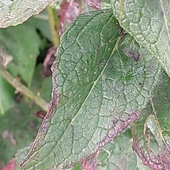 Verbascum chaixii Leaf