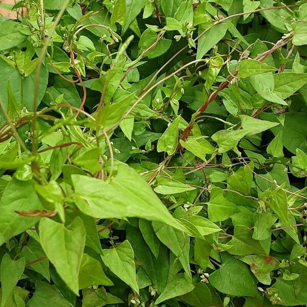 Fallopia convolvulus Blatt