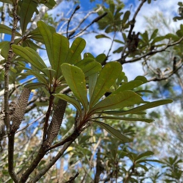 Banksia integrifolia ഇല