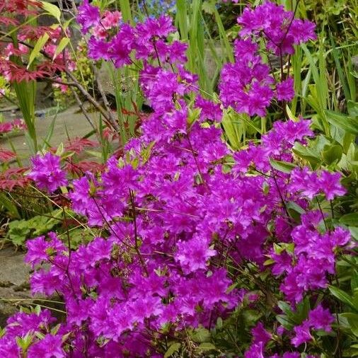 Rhododendron calendulaceum Õis