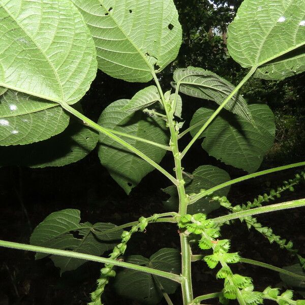 Acalypha macrostachya Folha