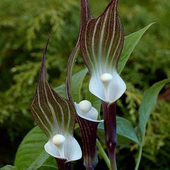 Arisaema sikokianum Flower