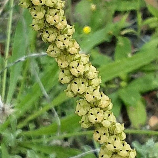 Reseda luteola Плод