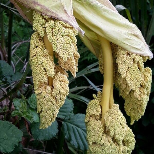 Trachycarpus fortunei ফুল