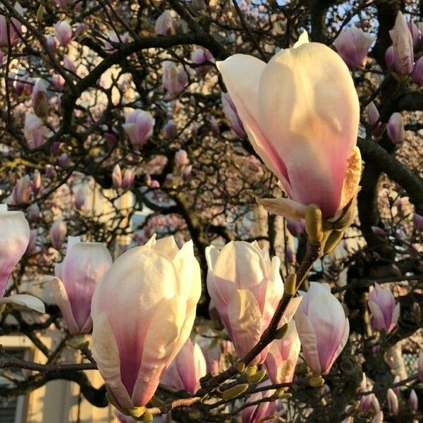 Magnolia × soulangeana Çiçek