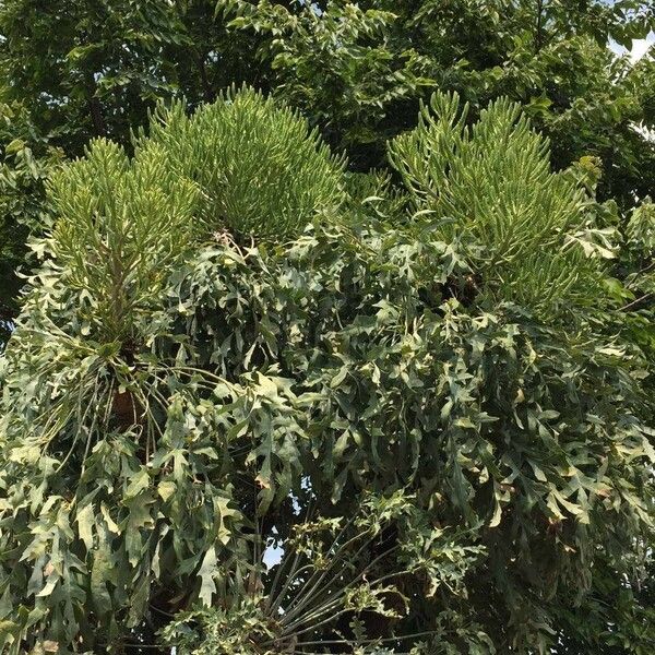 Cussonia paniculata Habit