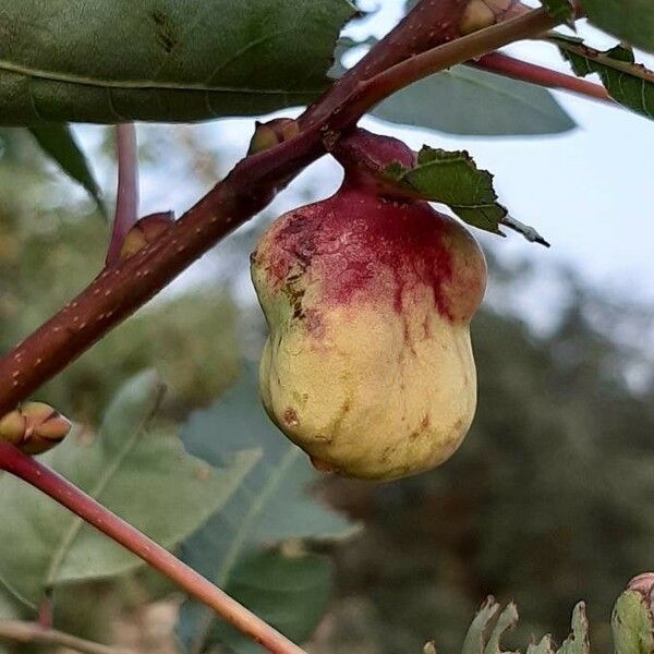 Pistacia terebinthus Fruct