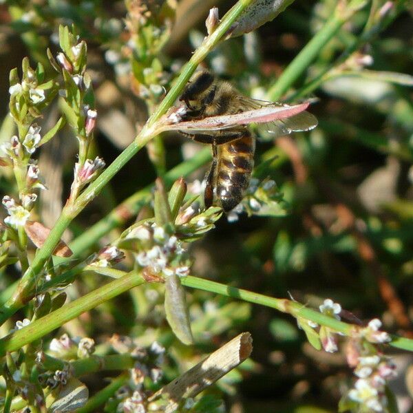 Polygonum equisetiforme Kwiat