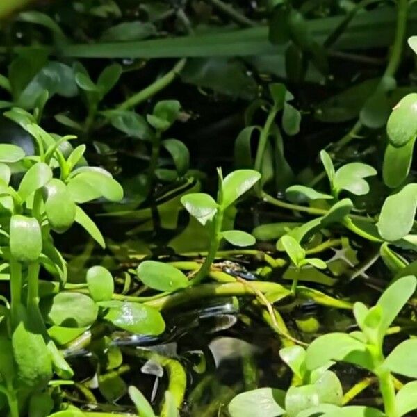 Bacopa monnieri Leaf