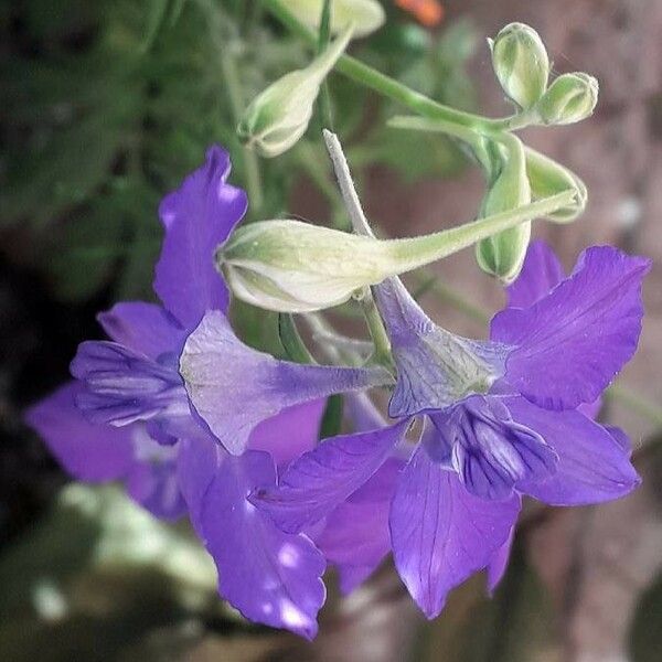 Delphinium ajacis 花